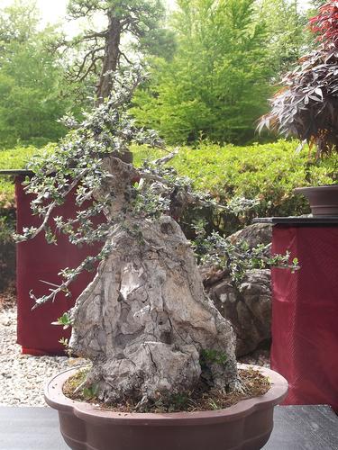 Japanischer Garten Bonn