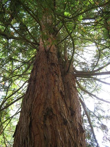 Sequoiafarm Kaldenkirchen 2013