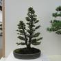 Cryptomeria japonica