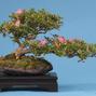Rhododendron indicum 'Shinsai'
