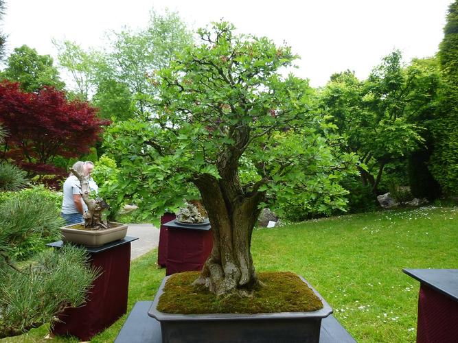 Japanischer Garten Bonn