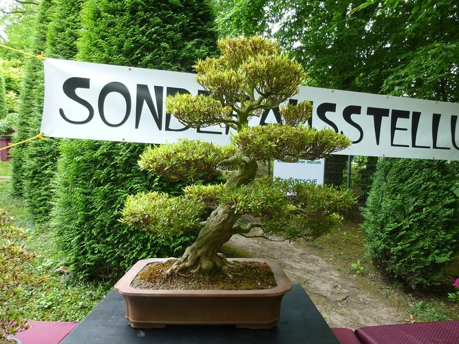 Japanischer Garten Bonn