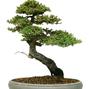 Juniperus spec.