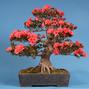 Rhododendron indicum 'Kikuhime'