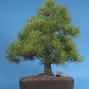 Pinus nigra