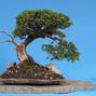 Juniperus communis 'Corielagan'