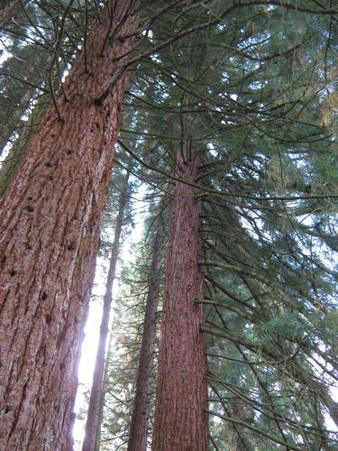 Sequoiafarm Kaldenkirchen 2013