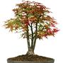 Acer palmatum 'Deshojo'