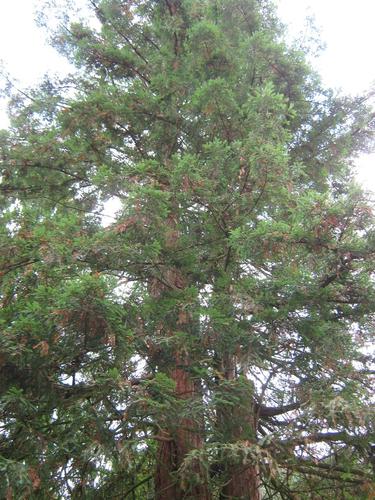 Sequoiafarm Kaldenkirchen 2013